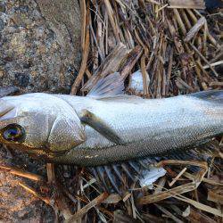 サヨリだらけ(-_-)