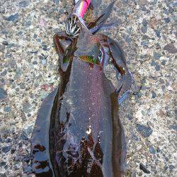 久々に気持ち良いエギング