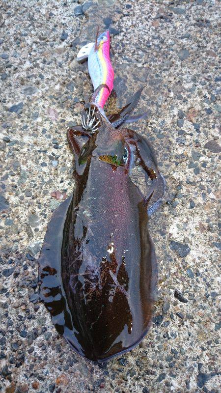 久々に気持ち良いエギング