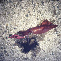 ケンサキ終わりかな？