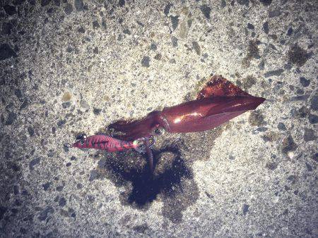 ケンサキ終わりかな？