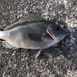 ちょい投げ&トリック