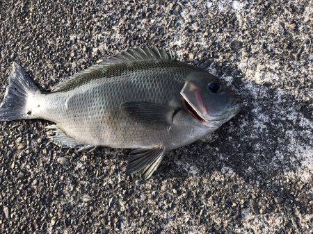 ちょい投げ&トリック