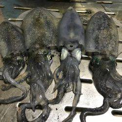 仕事帰りエギング