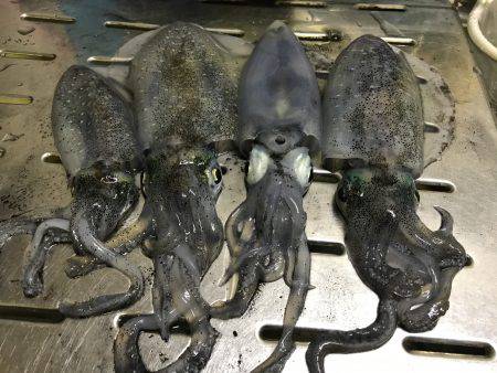 仕事帰りエギング