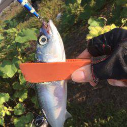 タチウオ不発、サバのみ