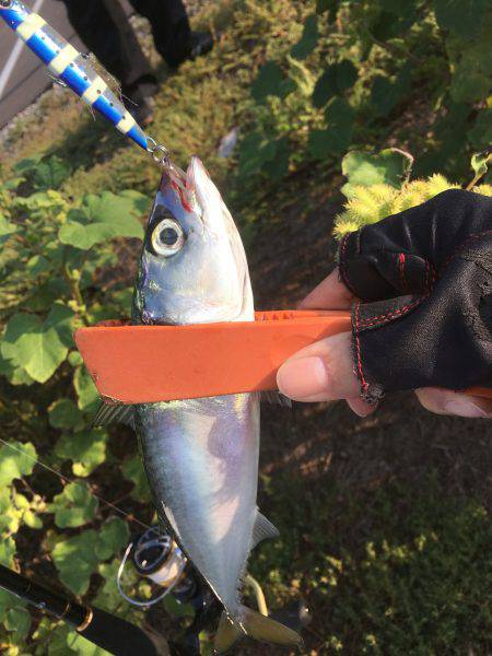 タチウオ不発、サバのみ