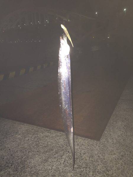 太刀魚リベンジ