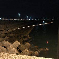 アオリイカ新子