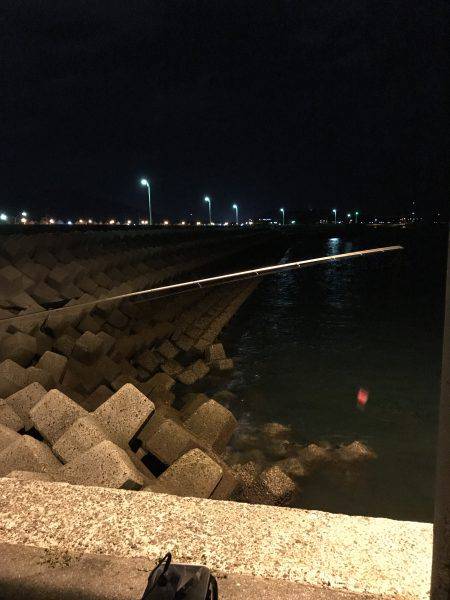 アオリイカ新子