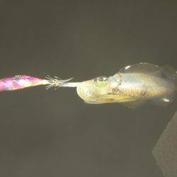 ナイトエギング