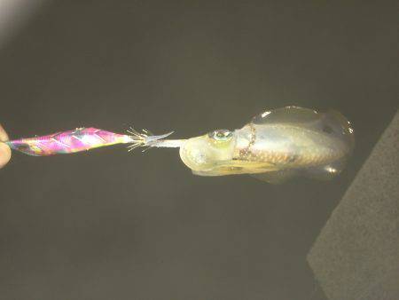 ナイトエギング