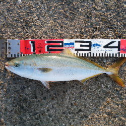 太刀魚&青物狙い