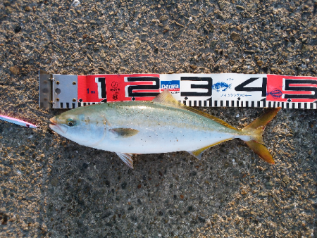 太刀魚&青物狙い