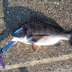 チヌのトップゲーム