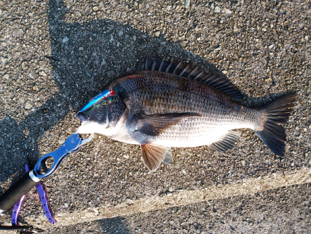 チヌのトップゲーム