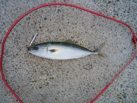 トップ&ジグでツバス