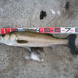 アオリタックルで76cm・3.5kgのシーバス