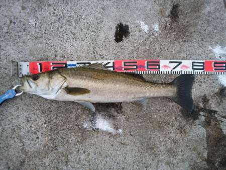 アオリタックルで76cm・3.5kgのシーバス