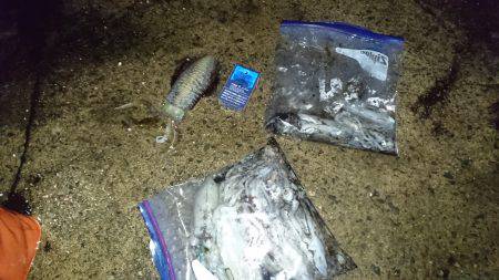 エギング、アオリイカ。