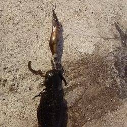 貝塚人工島で新子2杯get