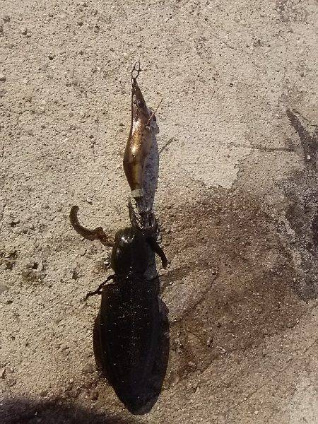 貝塚人工島で新子2杯get