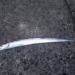 岸和田一文字で太刀魚とアジget