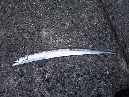 岸和田一文字で太刀魚とアジget