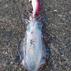 大うねりに苦戦