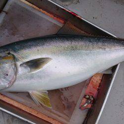 アルバトロスでメジロ爆釣