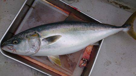 アルバトロスでメジロ爆釣