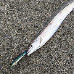 ゆうまづめ釣行