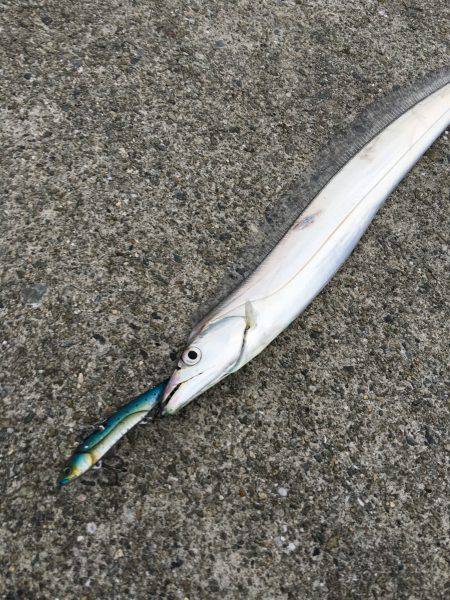 ゆうまづめ釣行