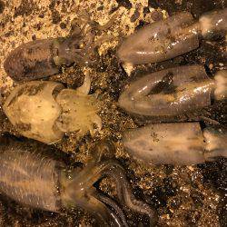 仕事帰りにエギング