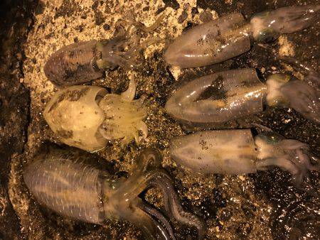 仕事帰りにエギング