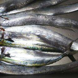 ついにサゴ氏が