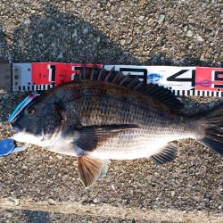 チヌのトップゲーム