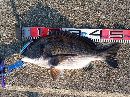 チヌのトップゲーム