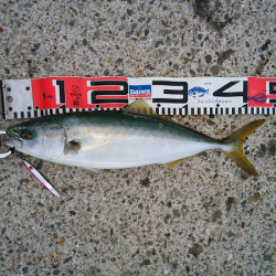 トップ&ジグでツバス