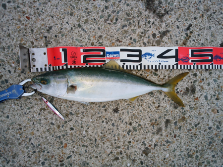 トップ&ジグでツバス