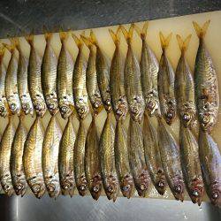 アジング&エギング