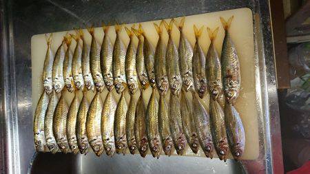 アジング&エギング