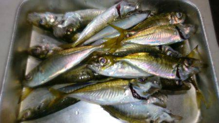 アジ釣り