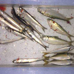 サヨリ狙いも…