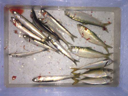 サヨリ狙いも…