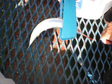 オリジナルメーカー海づり公園(市原市海づり施設) 釣果