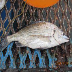 オリジナルメーカー海づり公園(市原市海づり施設) 釣果