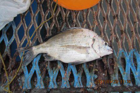 オリジナルメーカー海づり公園(市原市海づり施設) 釣果
