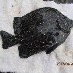 オリジナルメーカー海づり公園(市原市海づり施設) 釣果