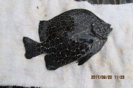 オリジナルメーカー海づり公園(市原市海づり施設) 釣果